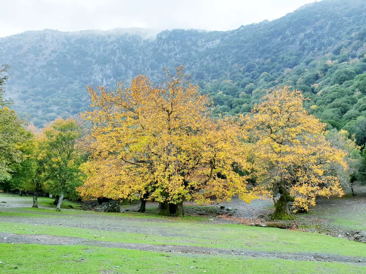 Winter In Crete - Rouvas Forest - Zaros Village