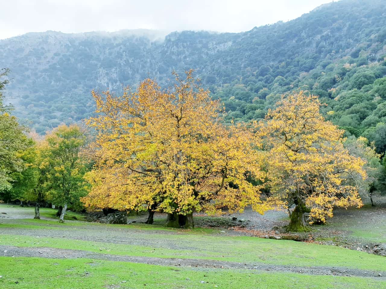 Winter In Crete - Rouvas Forest - Zaros Village