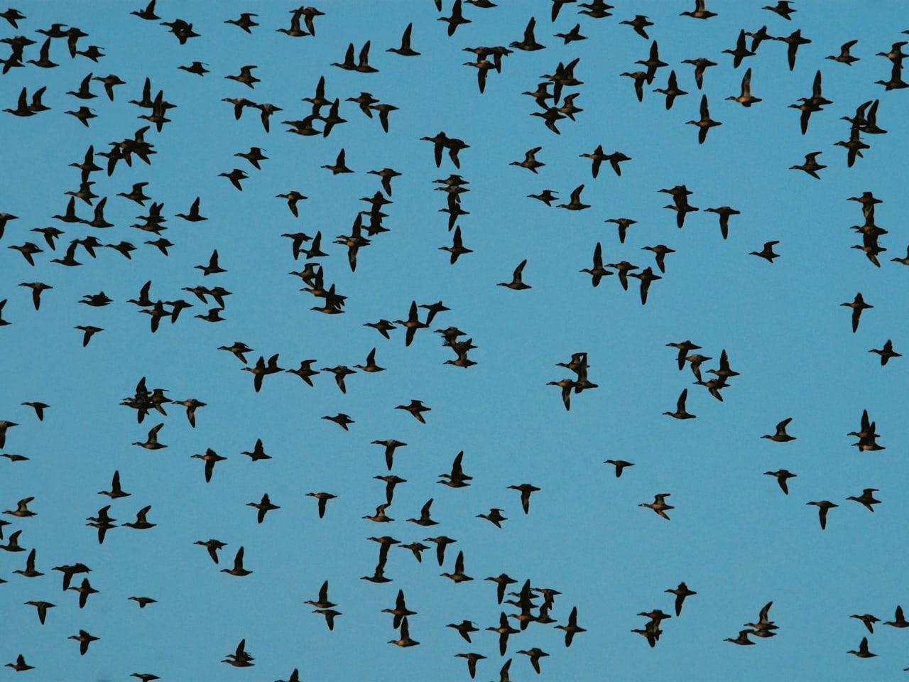 Fall Migration An Exciting Time For Birds in Crete