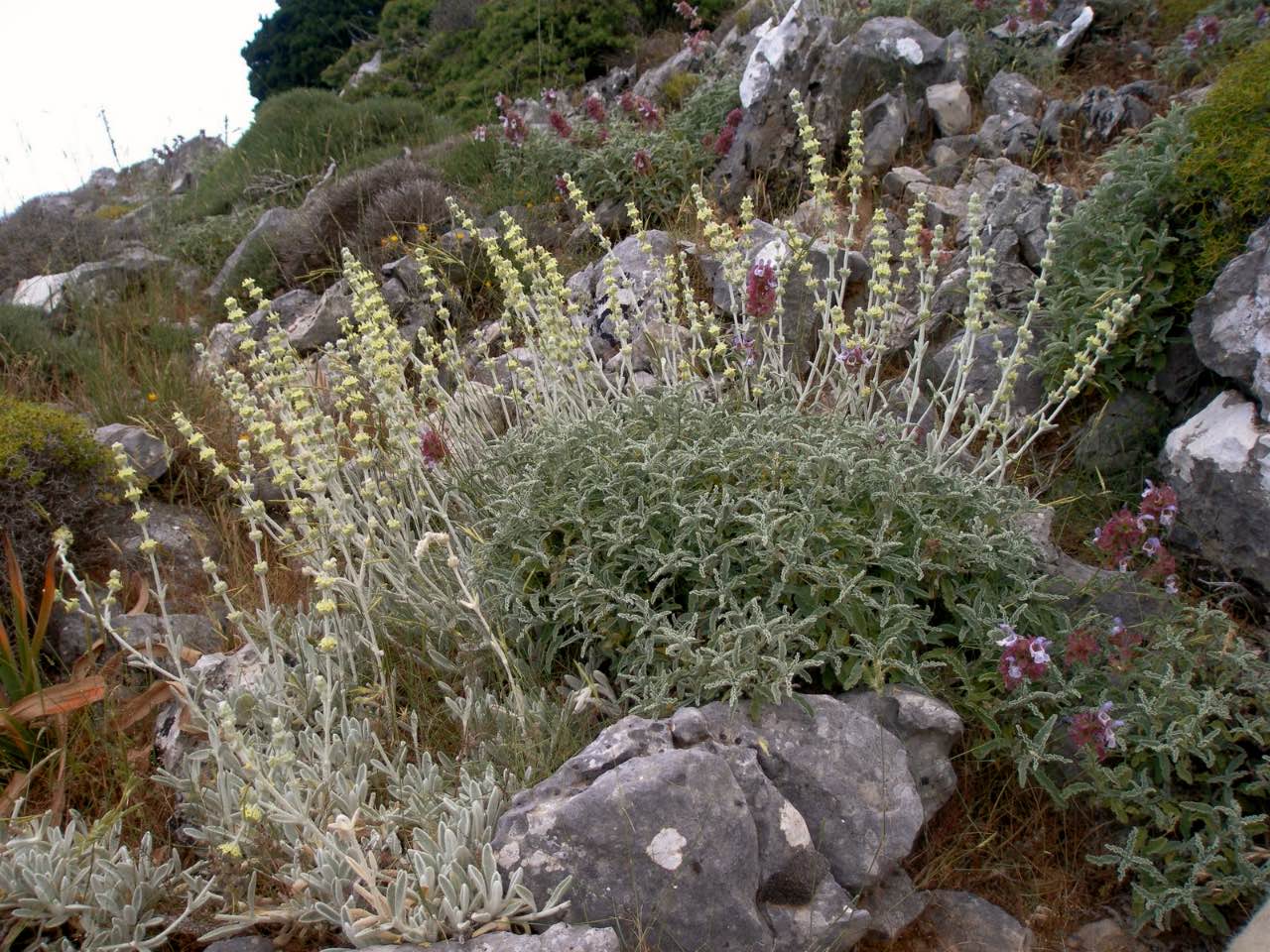 Greek Mountain Tea: Medicine and Elixir since the Ancient Times