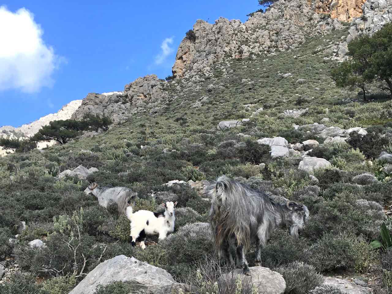 This Summer Don’t Miss Our Foraging & Culinary Tour In Crete