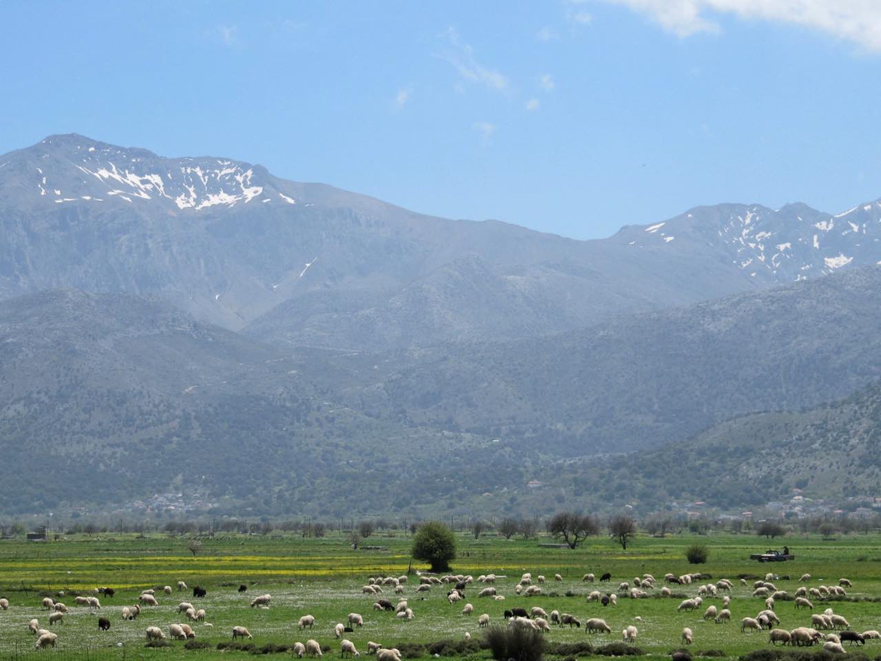 The Tranquil Lasithi Plateau In Spring