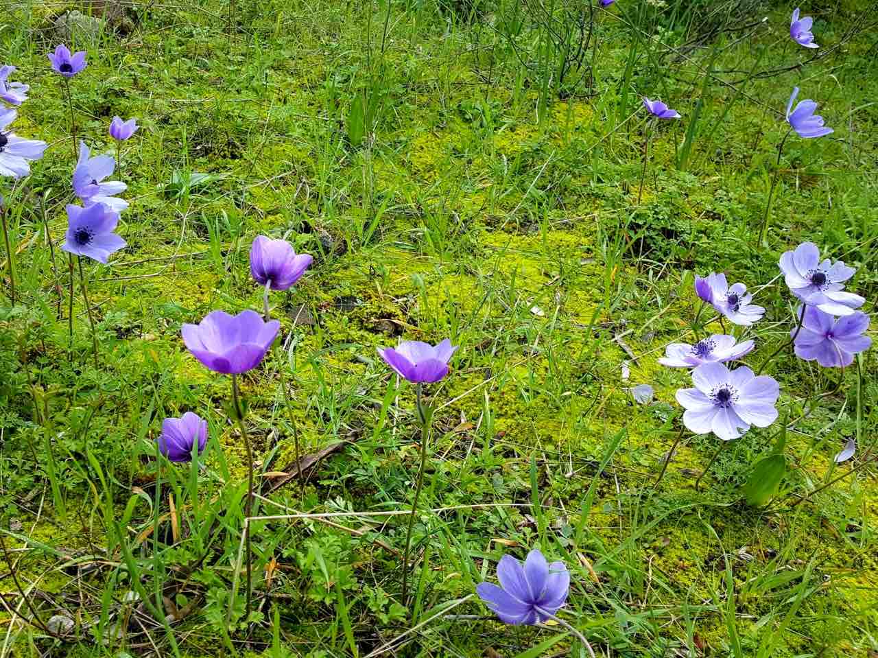 First Signs Of Spring In Lovely Crete