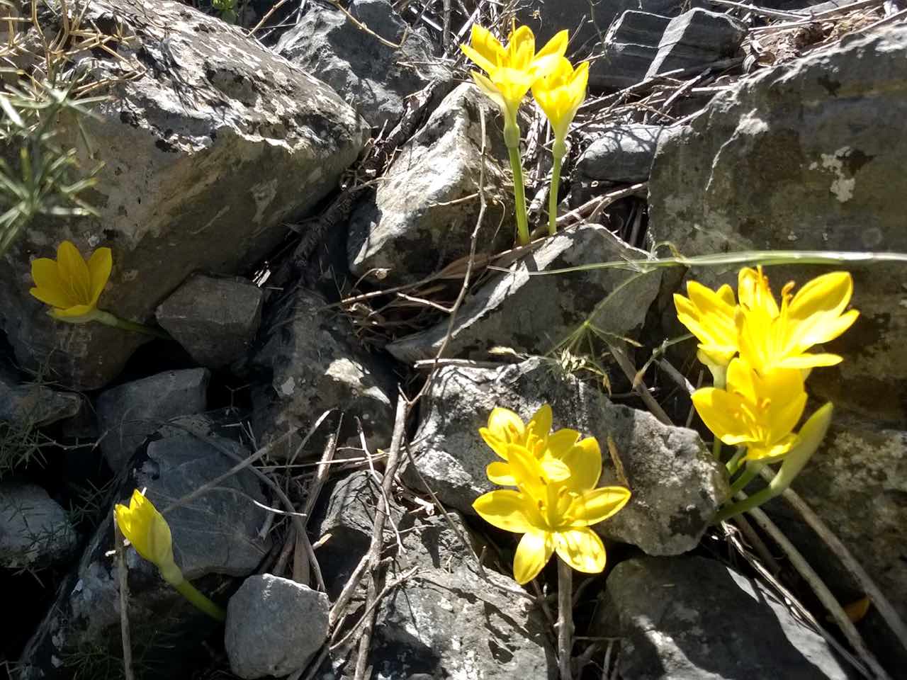 Photo Of The Day : Autumn Flowers Crete