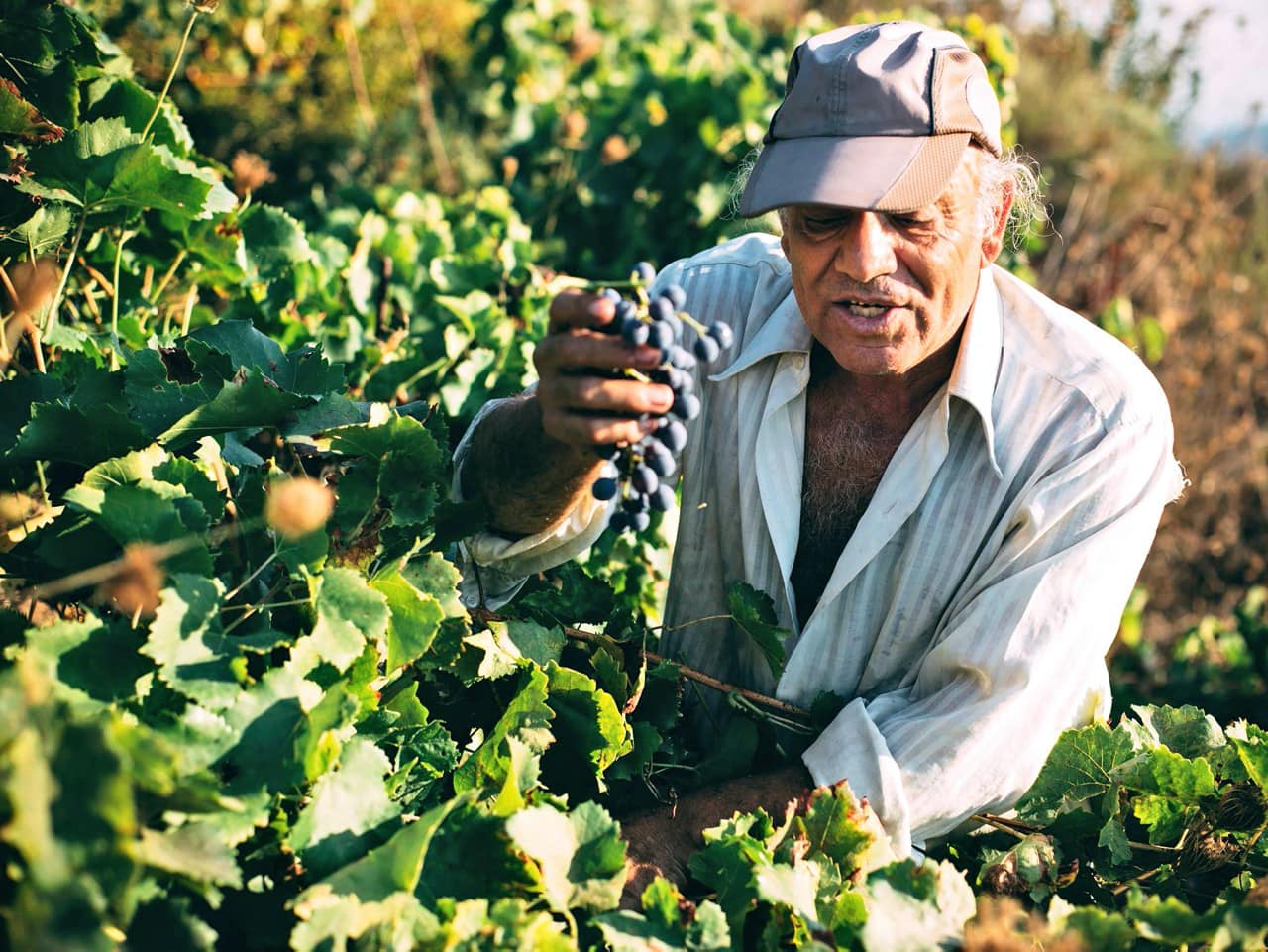 Manousakis Winery - Harvest Report 2016