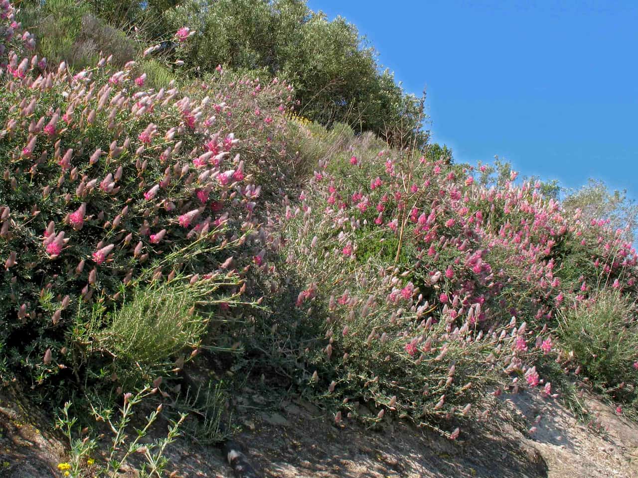 Wildflowers of Crete