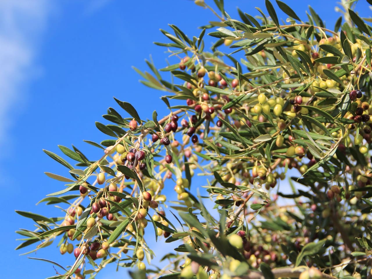 Best Olive Oil Tasting Tour In Crete