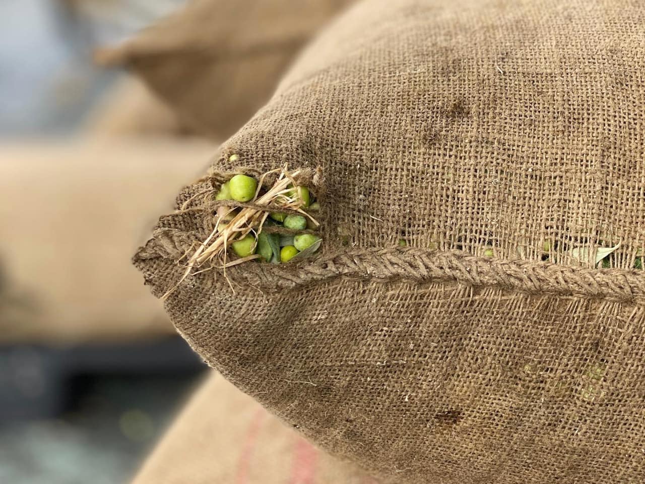 Wintertime Means Olive Harvest At Gavalochori Village