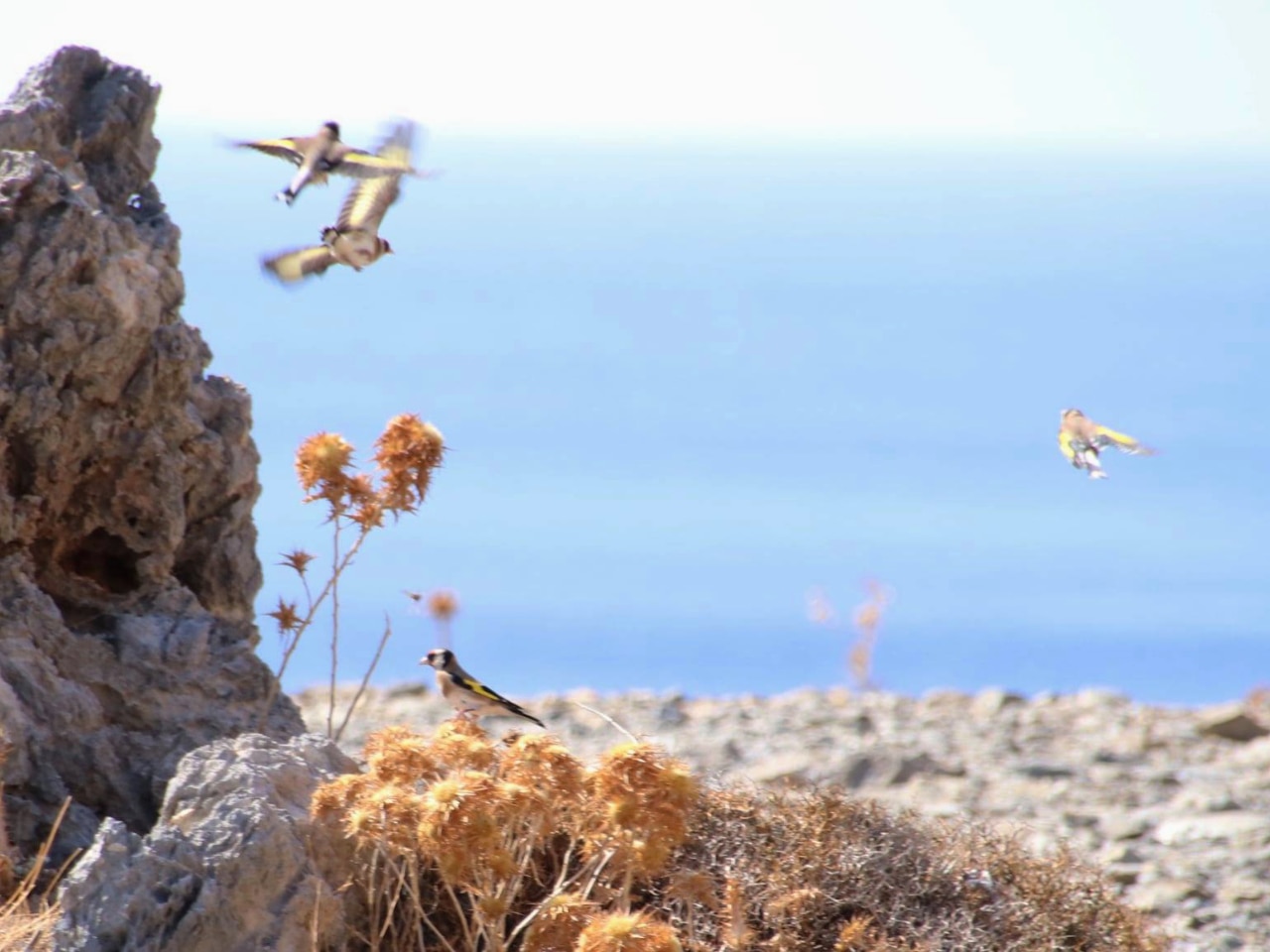 Happy Birds In Plakias Mountains 