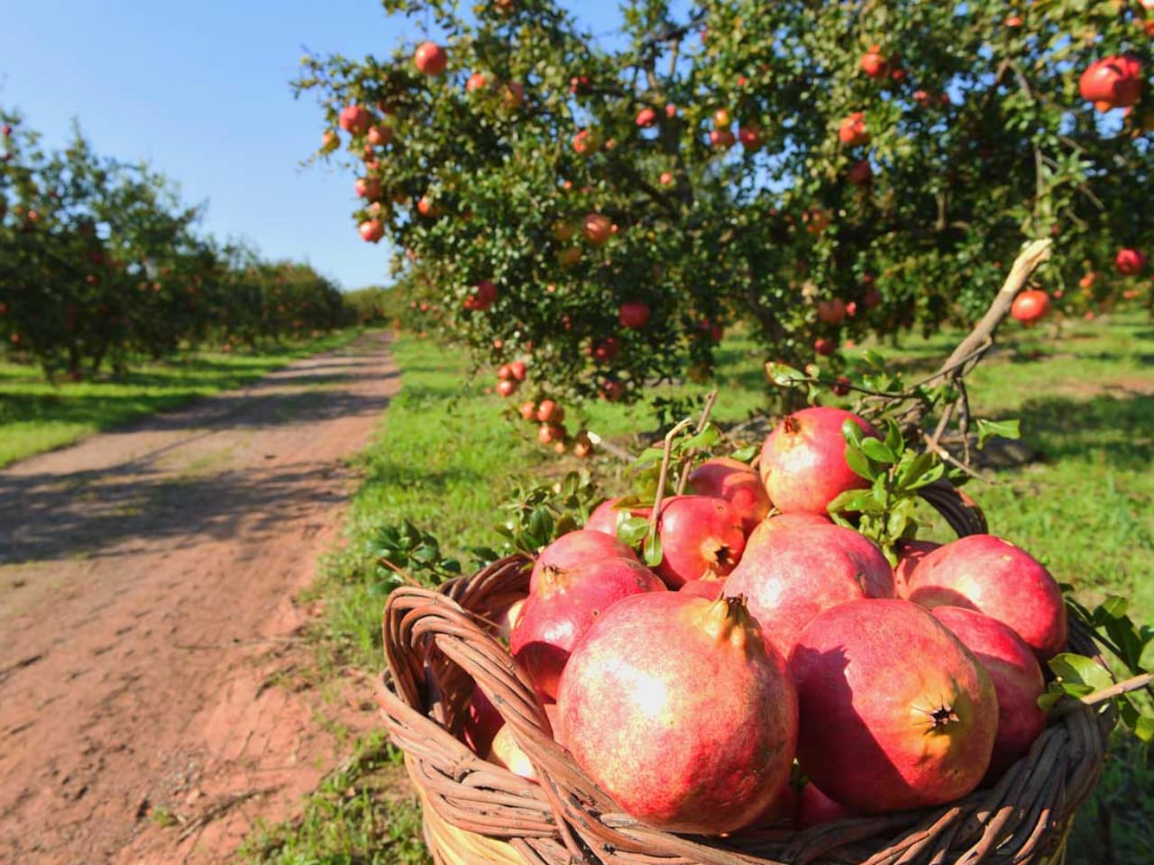 Pomegranate : fountain of youth, aphrodisiac & nutrient bomb