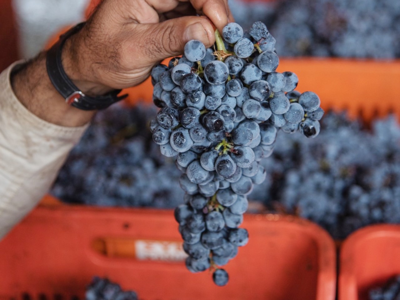  The 2022 harvest at Manousakis Winery was one of the best harvests in recent years