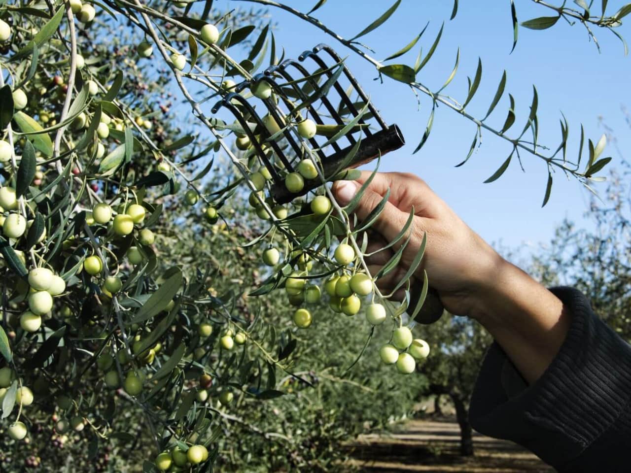 The olive harvesting season has begun for all Cretan producers
