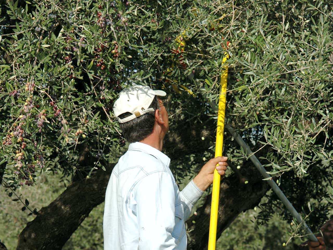 koronekes olive mill archanes village, best olive oil tasting heraklion crete, best olive oil activities crete, spilia village koronekes organic mill, koronekes bio mill, tasting tours koronekes mill, best activities heraklion crete