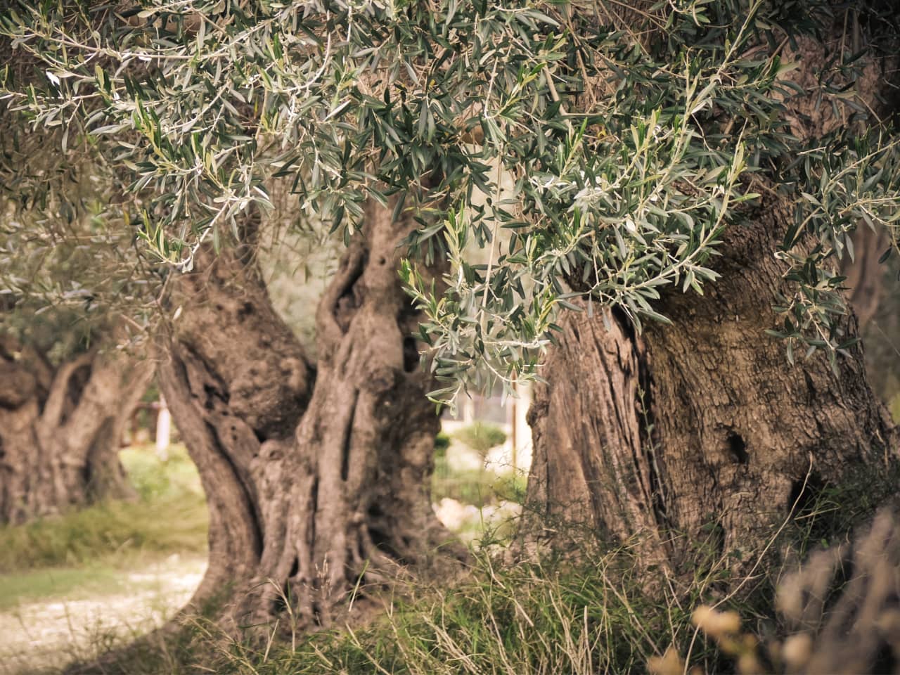 koronekes olive mill archanes village, best olive oil tasting heraklion crete, best olive oil activities crete, spilia village koronekes organic mill, koronekes bio mill, tasting tours koronekes mill, best activities heraklion crete