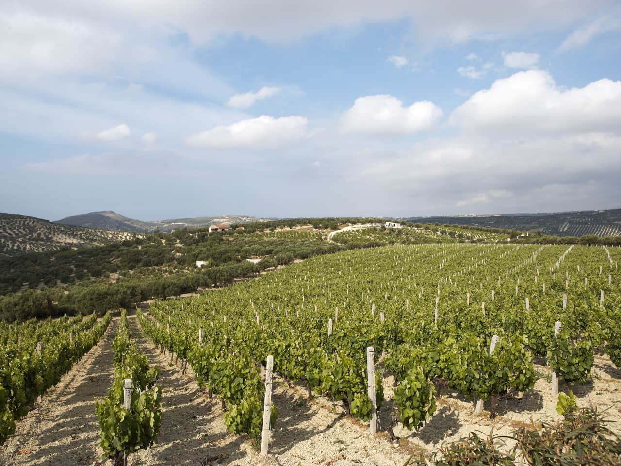 Cooking Lessons At Boutari Winery At Skalani Village, cooking workshop in winery crete, cooking tradiional cretan cuisine winery, boutari winery tasting tours, taste and eat boutari winery, cooking lesson boutari skalani, traditional cooking near heraklion