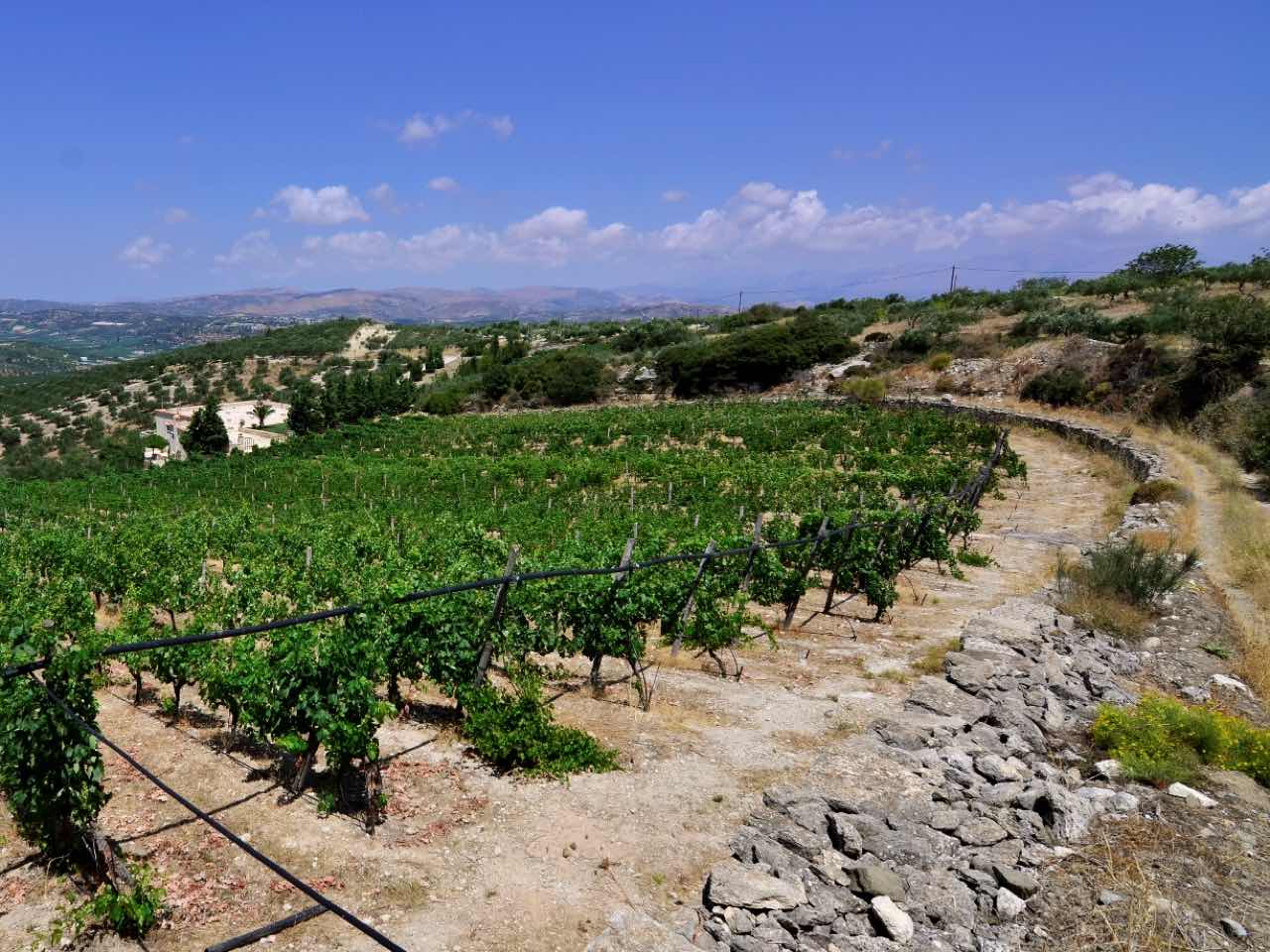 The secret aromas of Cretan wines, A fascinating tour guided by an Enologist, wine tasting workshop heraklion crete, activities heraklion crete, learn more cretan wine, best wine tasting tour crete, things to do heraklion crete, cretan food and wine