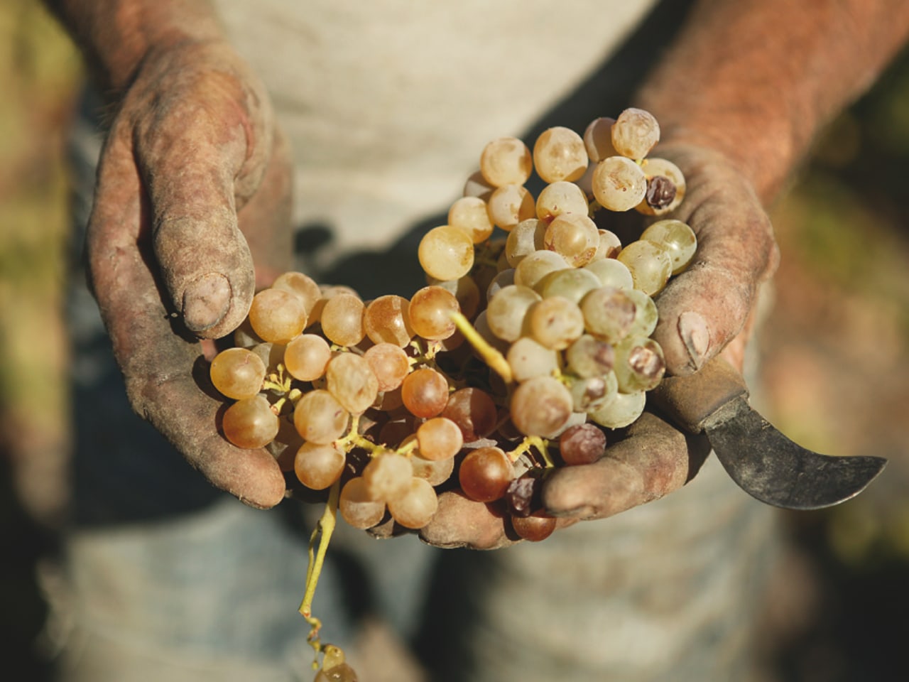 The secret aromas of Cretan wines, A fascinating tour guided by an Enologist, wine tasting workshop heraklion crete, activities heraklion crete, learn more cretan wine, best wine tasting tour crete, things to do heraklion crete, cretan food and wine