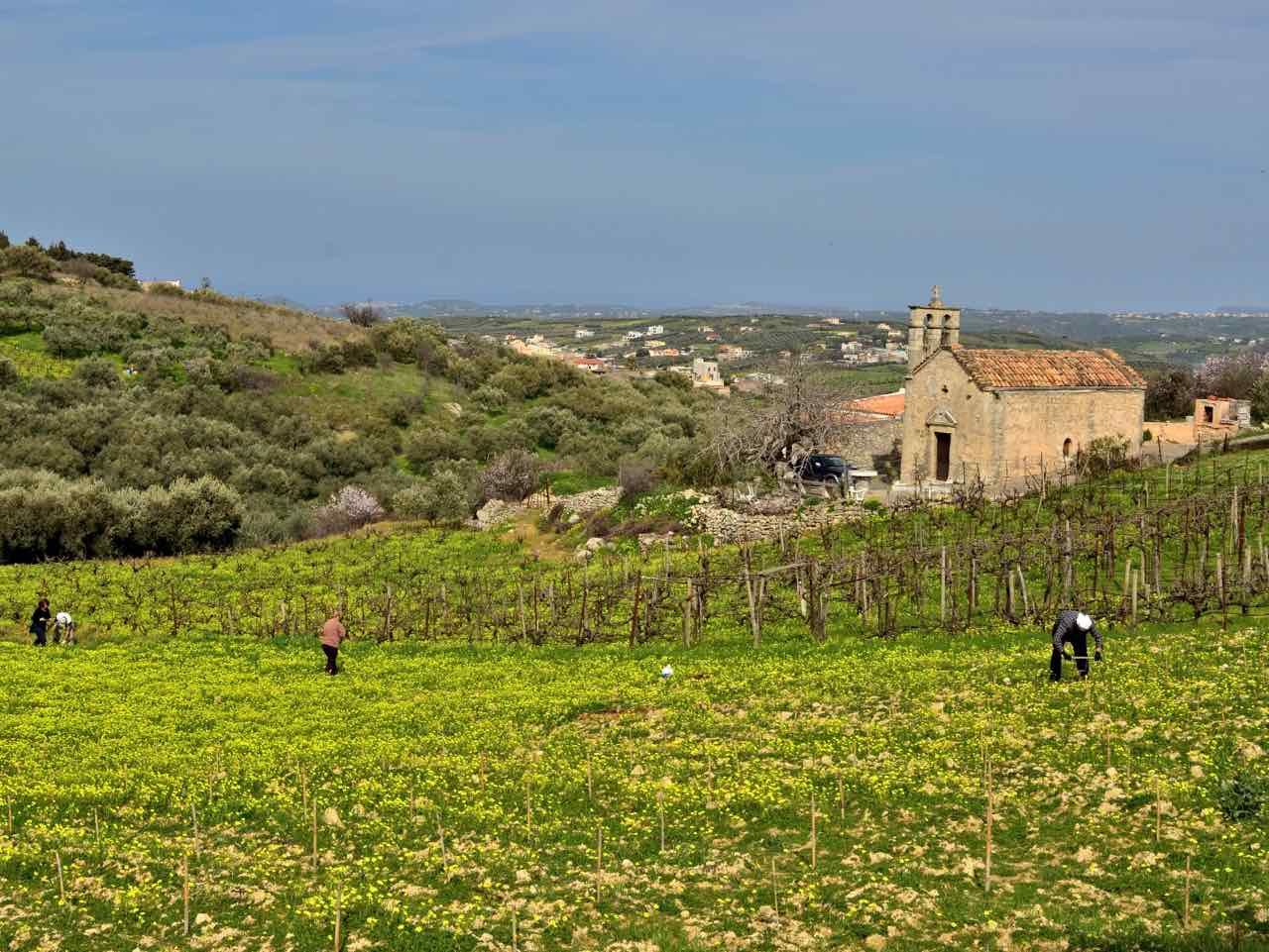 The secret aromas of Cretan wines, A fascinating tour guided by an Enologist, wine tasting workshop heraklion crete, activities heraklion crete, learn more cretan wine, best wine tasting tour crete, things to do heraklion crete, cretan food and wine