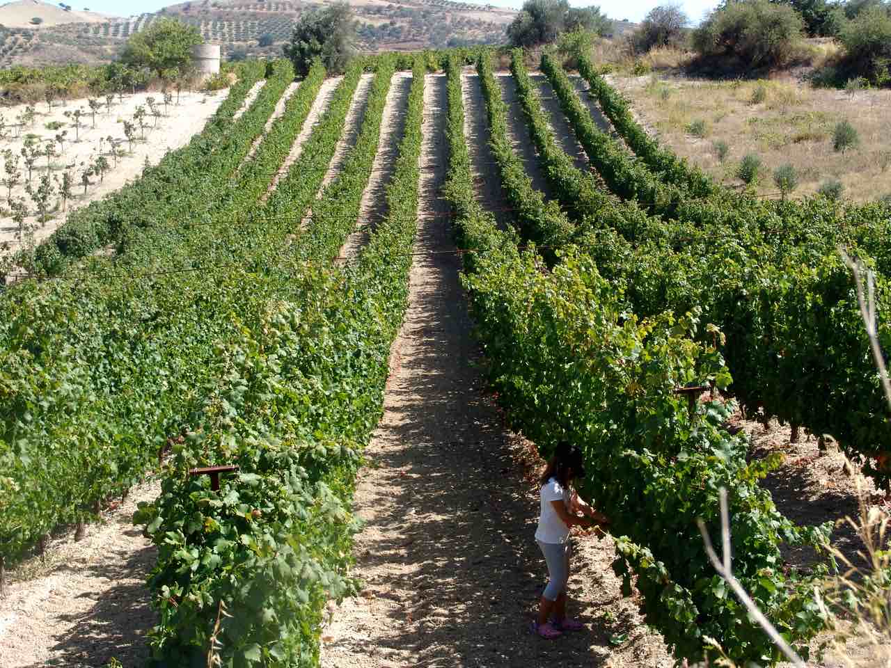 douloufaks winery dafnes heraklion crete, wine tasting heraklion crete, best winery heraklion area, Cretan indigenous varieties, Cretan vineyards, doloufakis winery iraklion crete, activities heraklion crete, things to do nearby heraklion, wineries crete