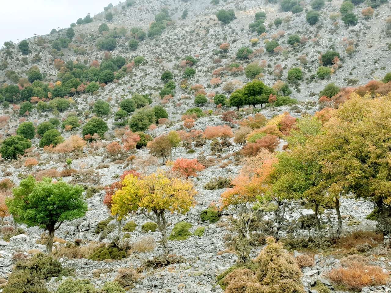 Eleonas Country Hotel Village, eleonas traditional hotel, eleonas traditional cottages, six days hiking eleonas, wild flowers, ancient olive trees and groves, small rivers, monasteries, gorges, secret forests, hidden villages, and old pathways, votomos lake