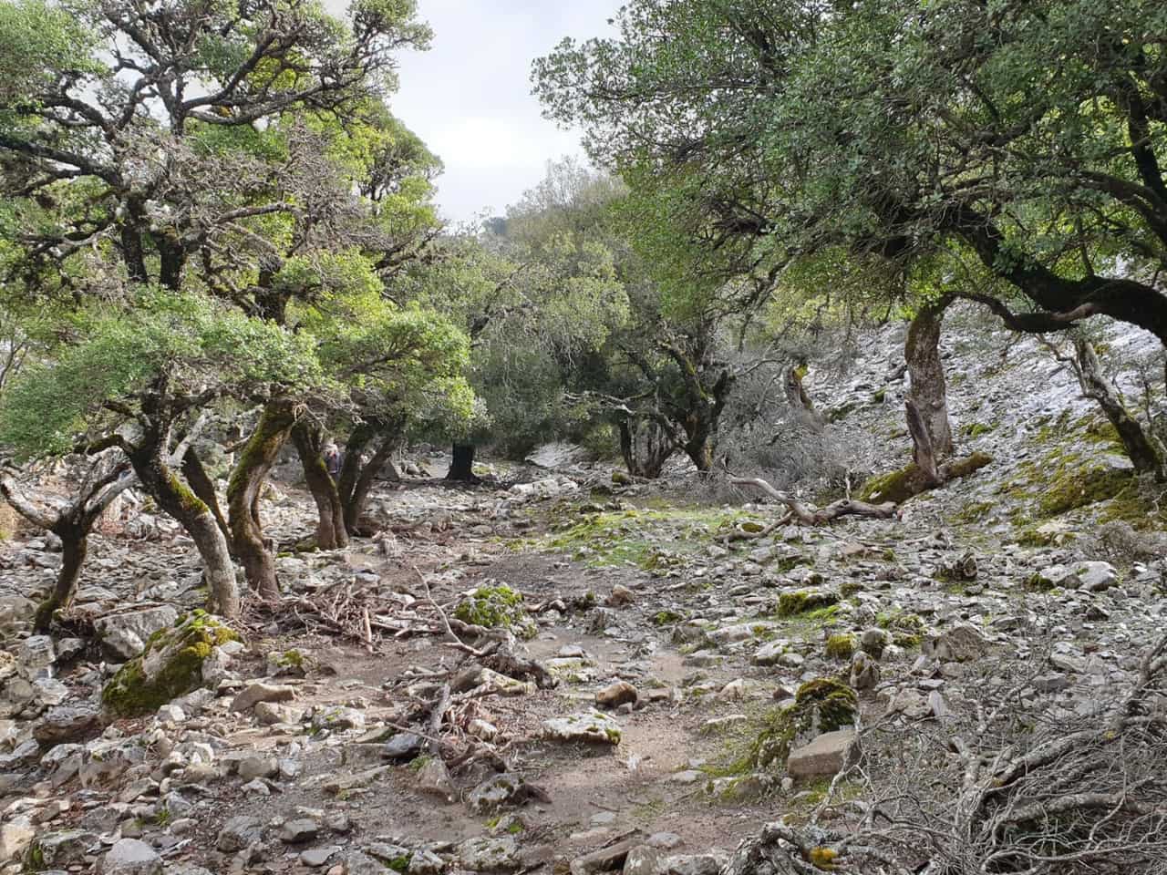 Eleonas Country Hotel Village, eleonas traditional hotel, eleonas traditional cottages, six days hiking eleonas, wild flowers, ancient olive trees and groves, small rivers, monasteries, gorges, secret forests, hidden villages, and old pathways, votomos lake