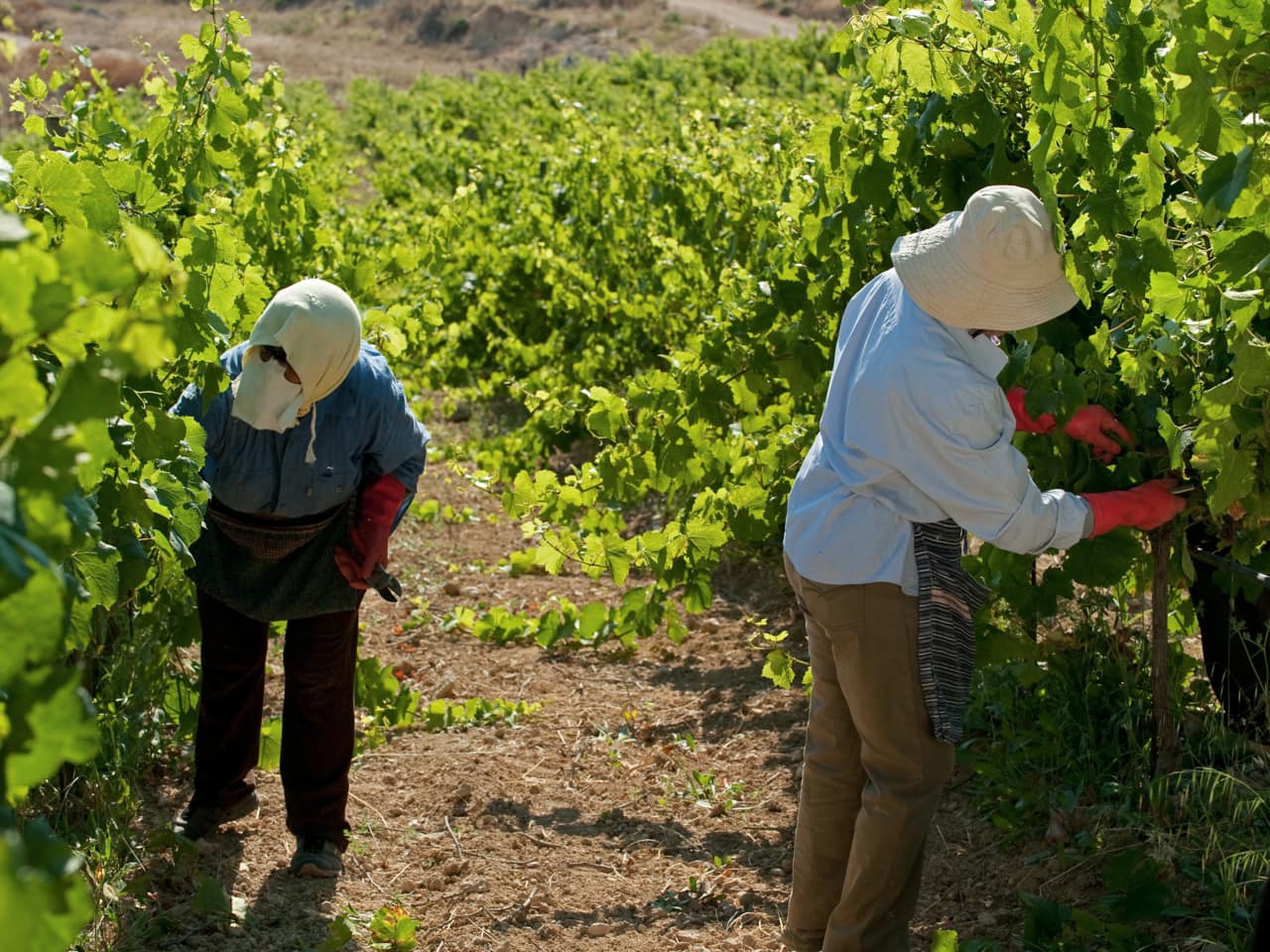 domaine paterianakis wine tasting tours, paterianakis winery lunch tours, bio wine paterianakis winery, organic wine paterianakis, melesses heraklion crete paterianakis, wine tasting tours nearby heraklion, wine tasting tours nearby knossos minoan palace