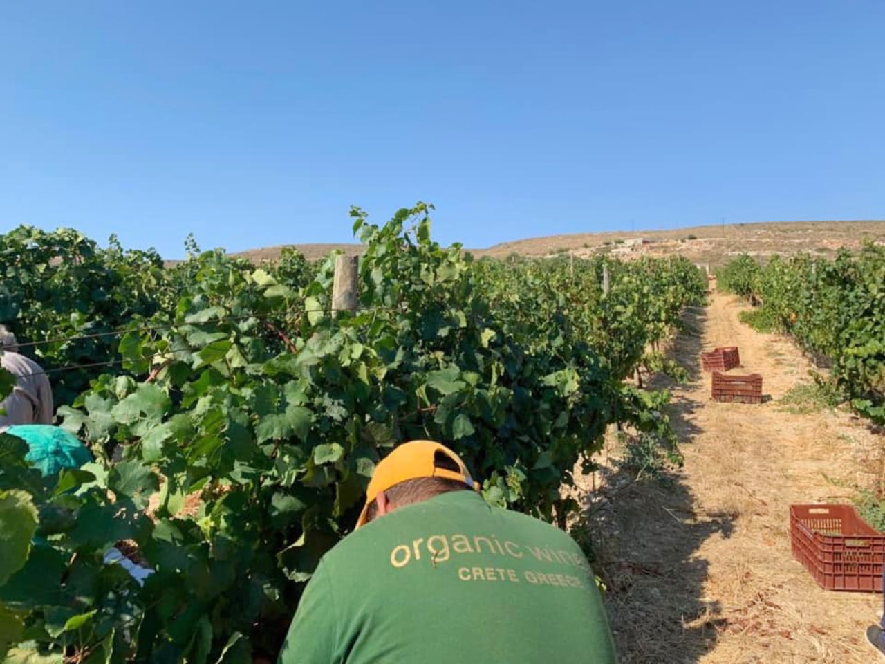 domaine paterianakis wine tasting tours, paterianakis winery lunch tours, bio wine paterianakis winery, organic wine paterianakis, melesses heraklion crete paterianakis, wine tasting tours nearby heraklion, wine tasting tours nearby knossos minoan palace