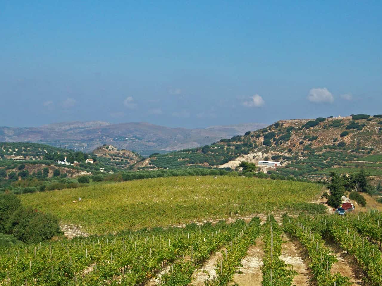 domaine paterianakis wine tasting tours, paterianakis winery lunch tours, bio wine paterianakis winery, organic wine paterianakis, melesses heraklion crete paterianakis, wine tasting tours nearby heraklion, wine tasting tours nearby knossos minoan palace