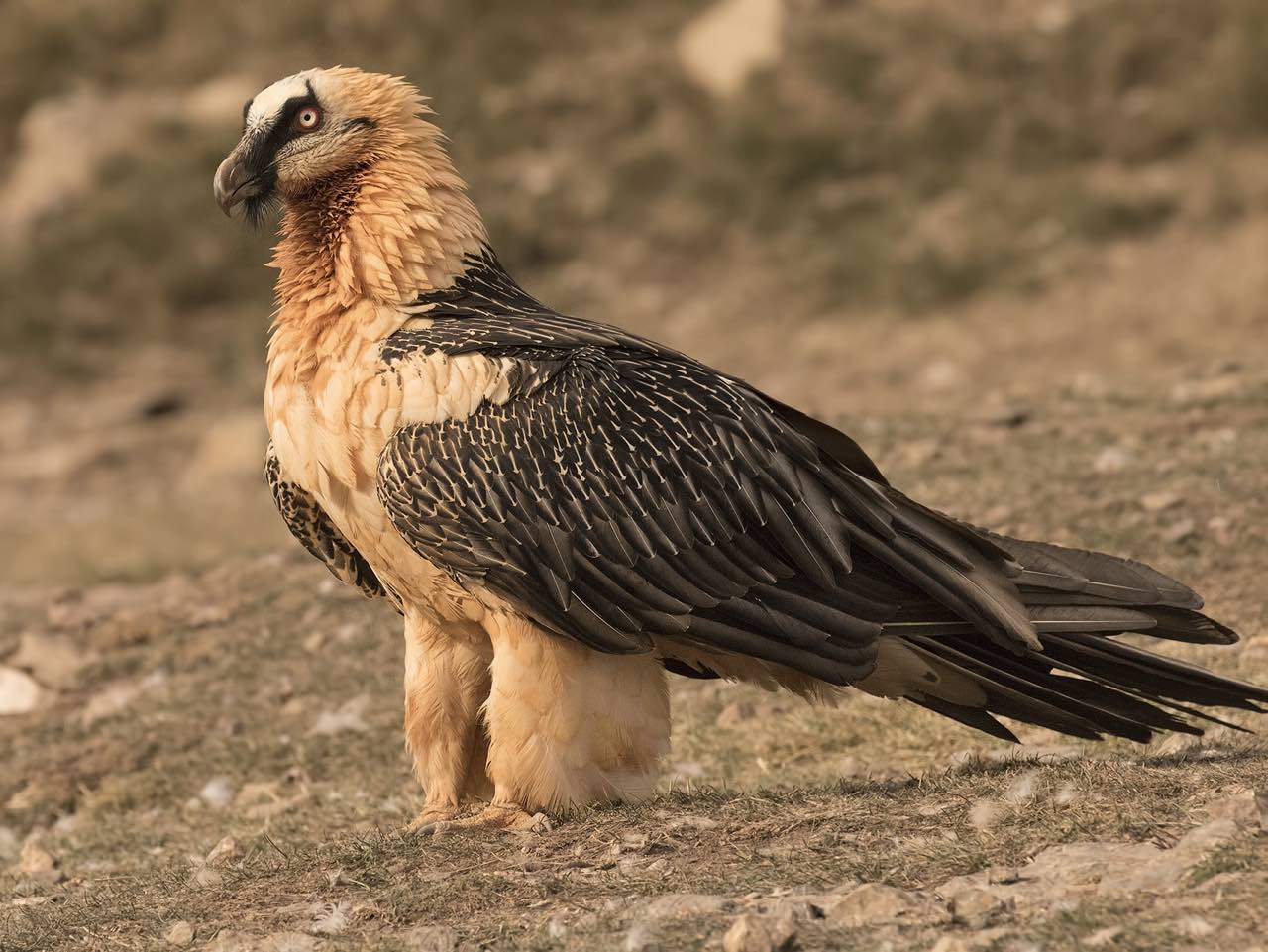 Trekking platania gorge amari, Bird Watching Platania Gorge Amari Valley, rethimno birdwatching, rethymno crete birdwatching, psiloritis geopark crete, natura 2000 crete, unesco geopark crete, activities rethimno crete, nature lovers activities crete