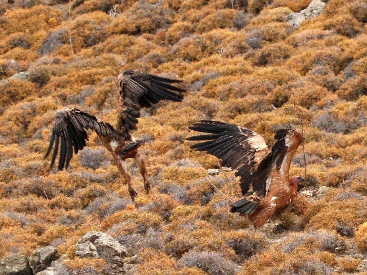 Trekking platania gorge amari, Bird Watching Platania Gorge Amari Valley, rethimno birdwatching, rethymno crete birdwatching, psiloritis geopark crete, natura 2000 crete, unesco geopark crete, activities rethimno crete, nature lovers activities crete