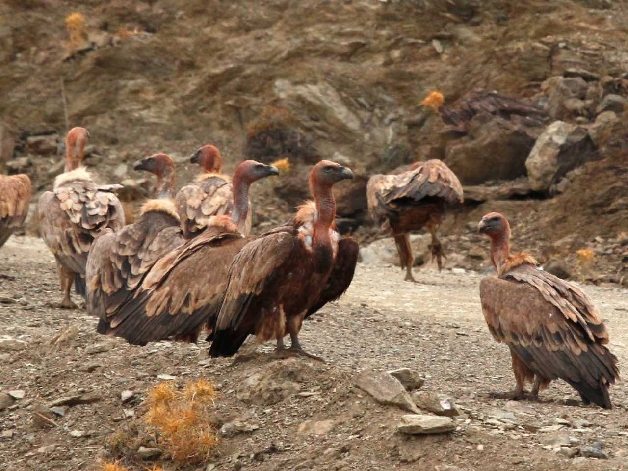 Trekking platania gorge amari, Bird Watching Platania Gorge Amari Valley, rethimno birdwatching, rethymno crete birdwatching, psiloritis geopark crete, natura 2000 crete, unesco geopark crete, activities rethimno crete, nature lovers activities crete