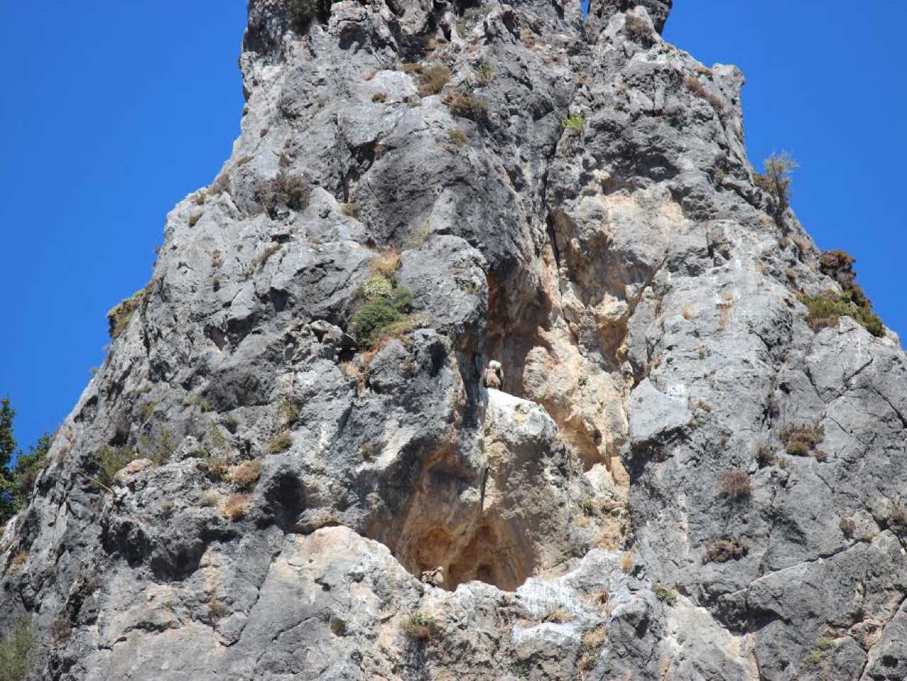 Trekking platania gorge amari, Bird Watching Platania Gorge Amari Valley, rethimno birdwatching, rethymno crete birdwatching, psiloritis geopark crete, natura 2000 crete, unesco geopark crete, activities rethimno crete, nature lovers activities crete