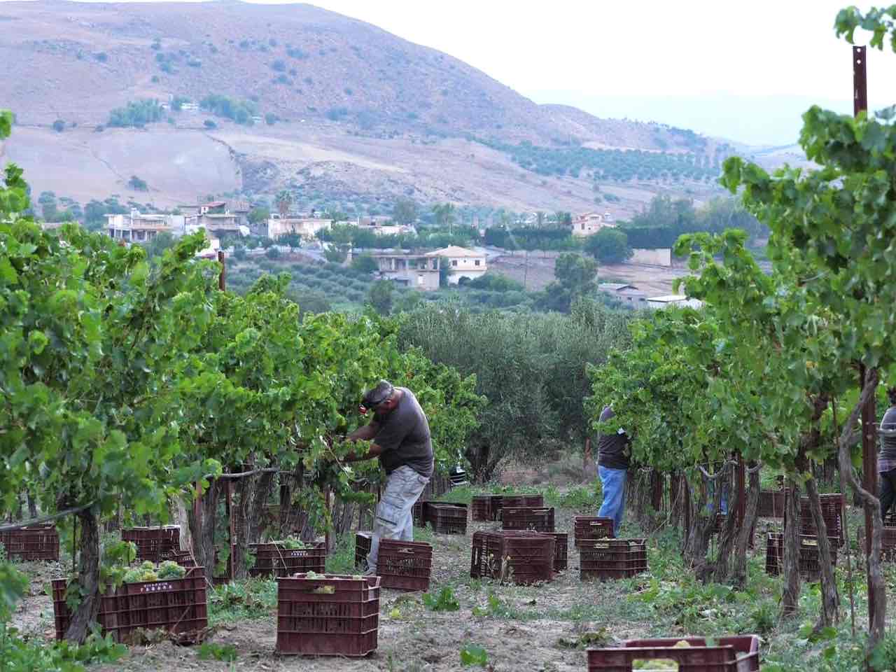 gavalas winery heraklion crete, gavalas winery Vorias Village, Moschato Spina and Sauvignon blanc gavalas wine tasting, best wine tasting crete, bio wine tasting, organic farming system DIO and ISO, organic wine crete iraklion, organic wine tastings crete, activities crete