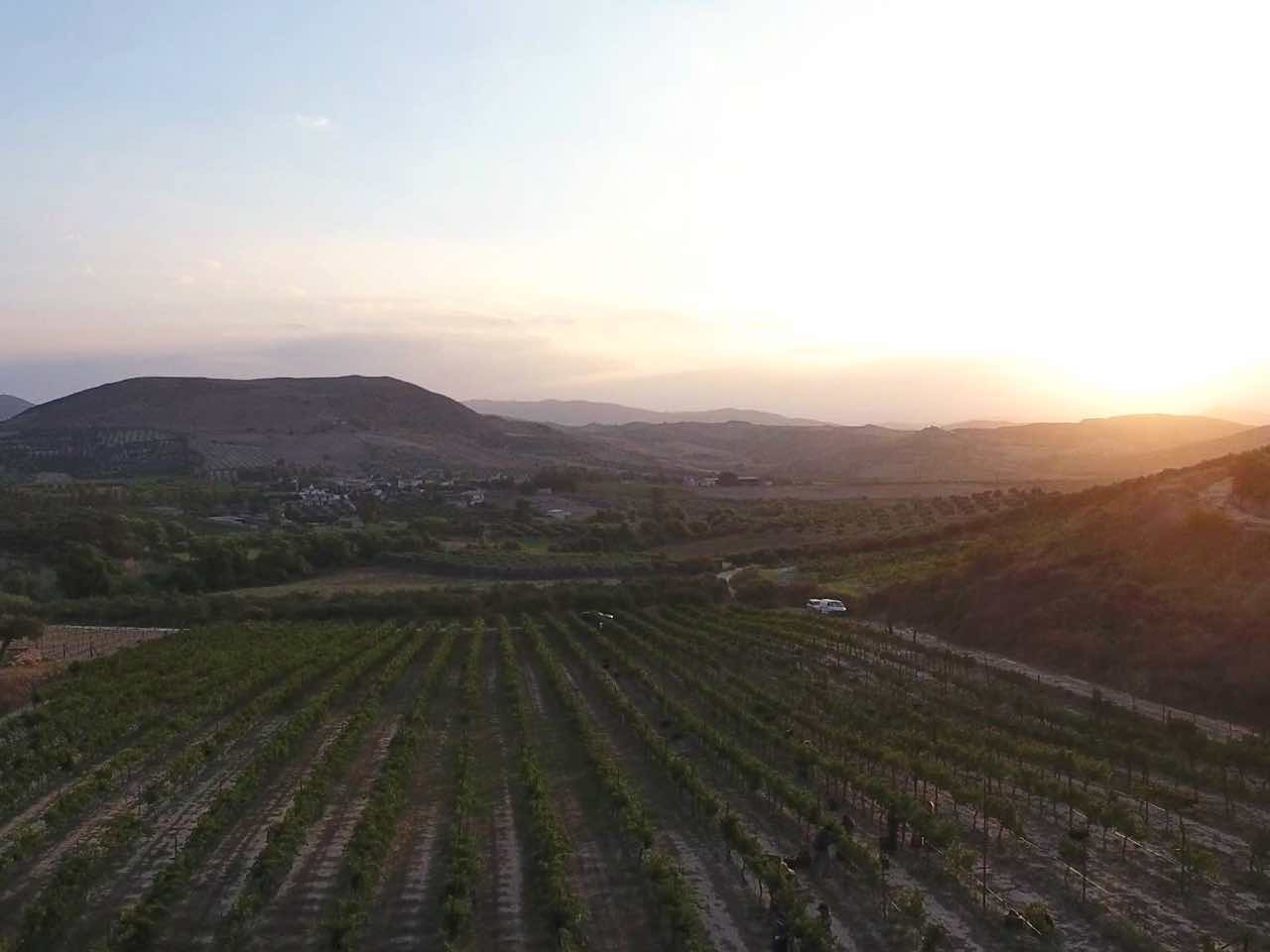 gavalas winery heraklion crete, gavalas winery Vorias Village, Moschato Spina and Sauvignon blanc gavalas wine tasting, best wine tasting crete, bio wine tasting, organic farming system DIO and ISO, organic wine crete iraklion, organic wine tastings crete, activities crete