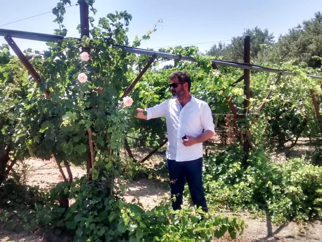 gavalas winery heraklion crete, gavalas winery Vorias Village, Moschato Spina and Sauvignon blanc gavalas wine tasting, best wine tasting crete, bio wine tasting, organic farming system DIO and ISO, organic wine crete iraklion, organic wine tastings crete, activities crete