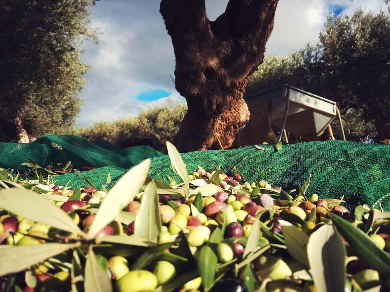 Olive oil tasting zakros, kato zakros olive oil tasting, east crete olive oil tasting, taxidi extra virgin olive oil, taxidi olive farm zakros, zakros crete olive oil tasting, crete travel, crete best activities, activities by locals