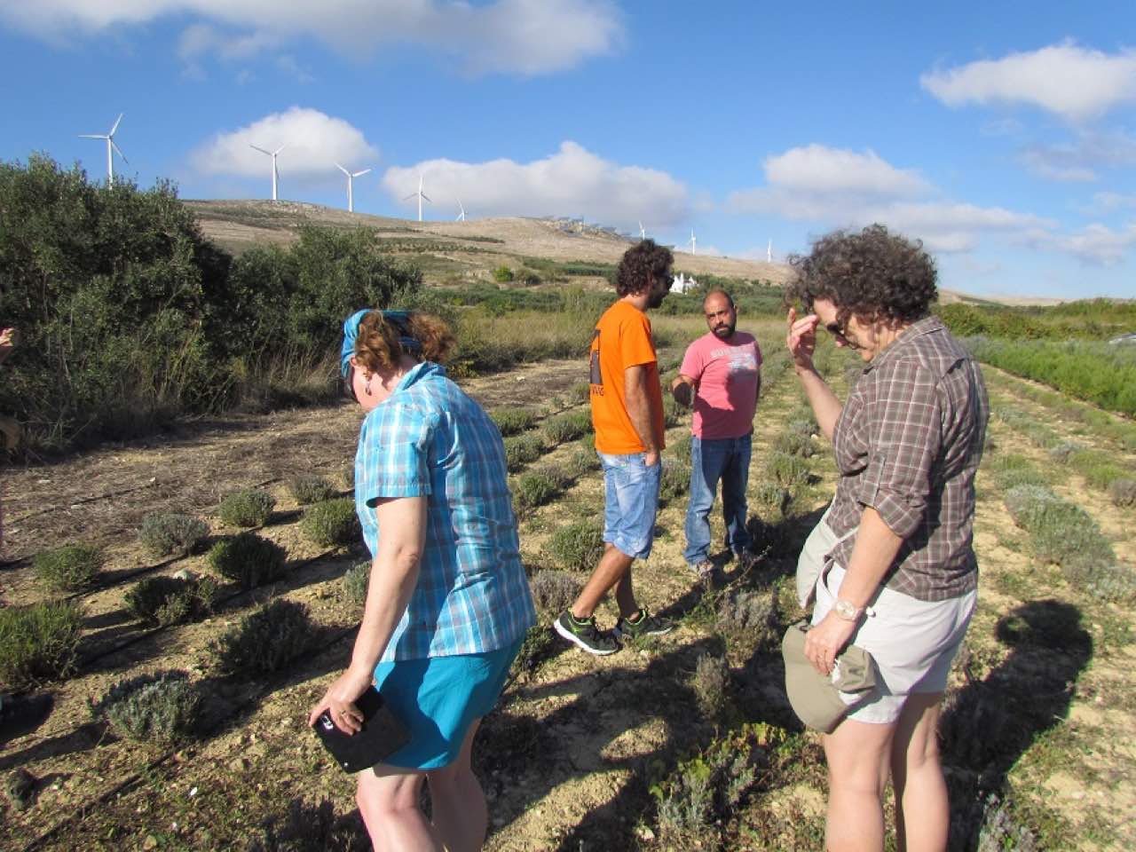 Wild Herbs Of Crete In Sitia Region, Use In Medicine & Gastronomy, wild herbs history tour, activity sitia crete, activities crete, indigenous herbs workshop tour, Petassos - Travellers with a purpose, alternative activities crete, things to do crete, nature and herbs