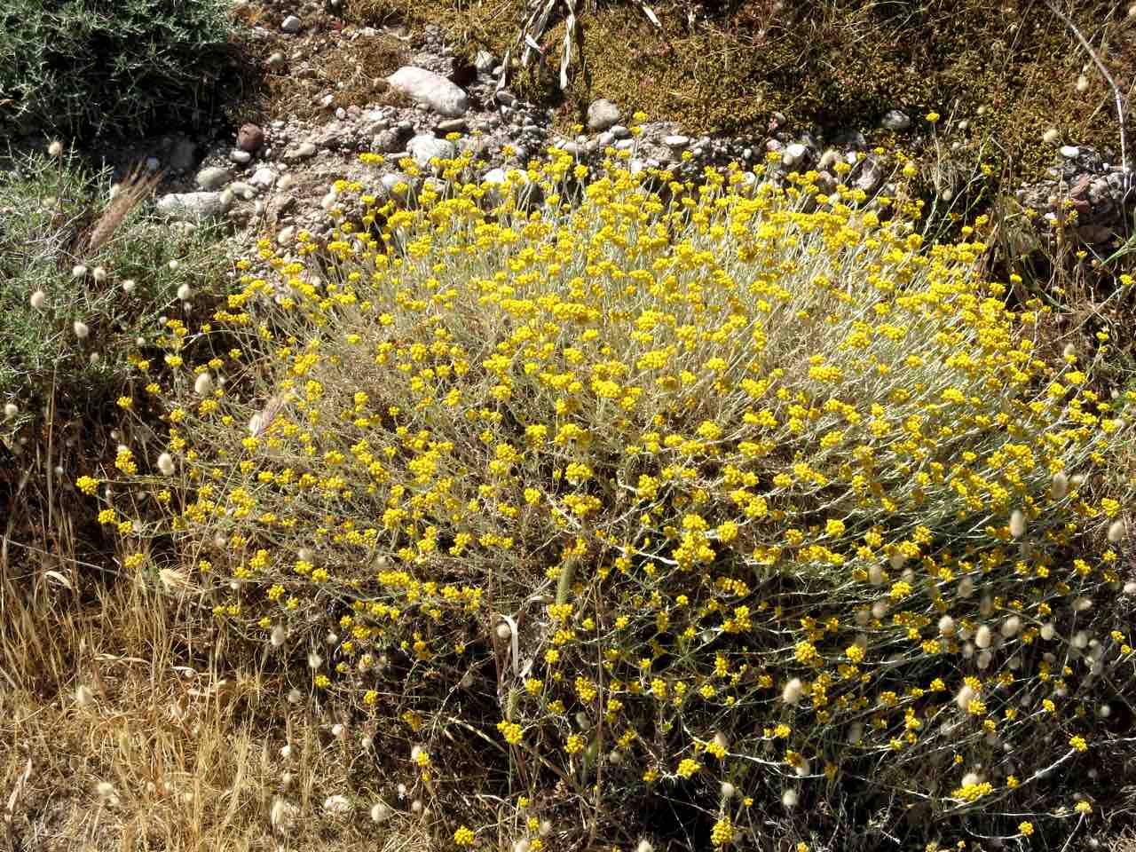 Wild Herbs Of Crete In Sitia Region, Use In Medicine & Gastronomy, wild herbs history tour, activity sitia crete, activities crete, indigenous herbs workshop tour, Petassos - Travellers with a purpose, alternative activities crete, things to do crete, nature and herbs