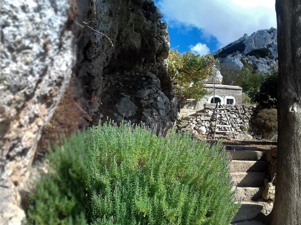 Wild Herbs Of Crete In Sitia Region, Use In Medicine & Gastronomy, wild herbs history tour, activity sitia crete, activities crete, indigenous herbs workshop tour, Petassos - Travellers with a purpose, alternative activities crete, things to do crete, nature and herbs