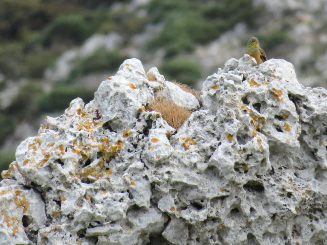 Wild Herbs Of Crete In Sitia Region, Use In Medicine & Gastronomy, wild herbs history tour, activity sitia crete, activities crete, indigenous herbs workshop tour, Petassos - Travellers with a purpose, alternative activities crete, things to do crete, nature and herbs