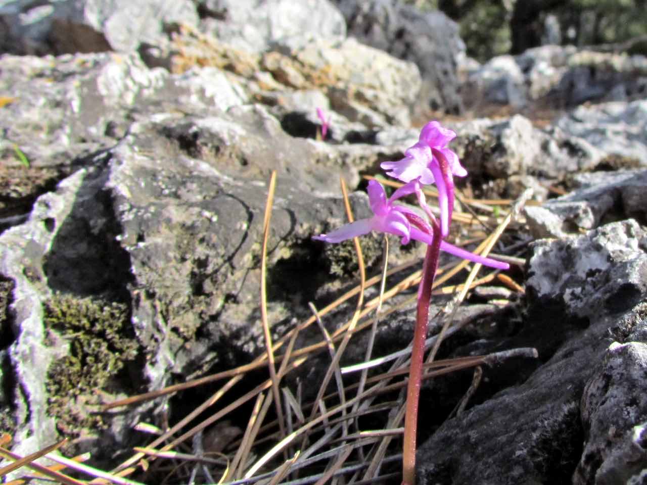 Wild Herbs Of Crete In Sitia Region, Use In Medicine & Gastronomy, wild herbs history tour, activity sitia crete, activities crete, indigenous herbs workshop tour, Petassos - Travellers with a purpose, alternative activities crete, things to do crete, nature and herbs