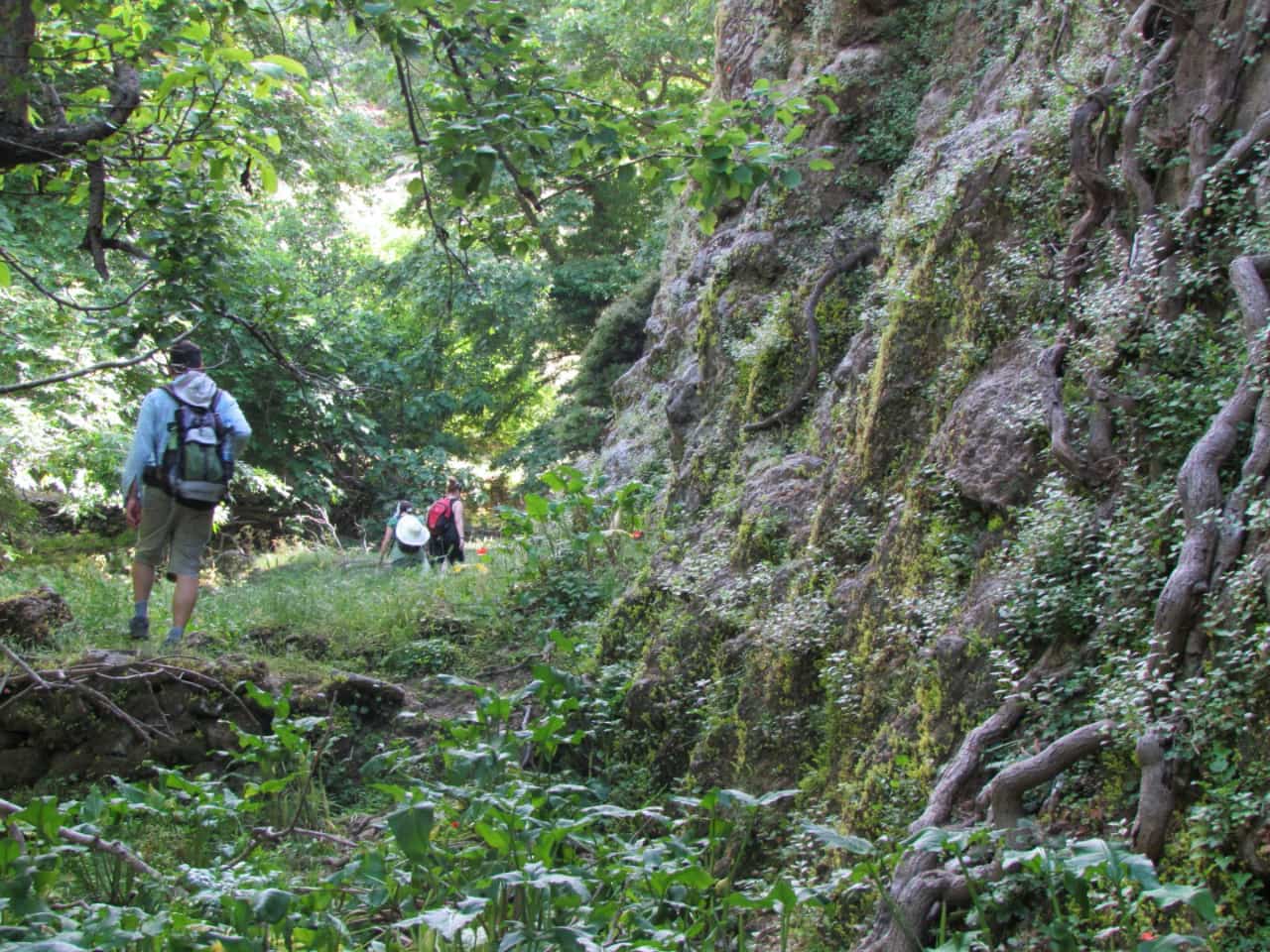 Walking Tour & Visiting Ancient Olive Tree Kavousi Crete, azoria ancient city crete, kavousi village activities, crete alternative activities, things to do crete, ancient olive tree greece europe, trekking Natura landscape, archeological site of Azorias, visiting old kafenio crete