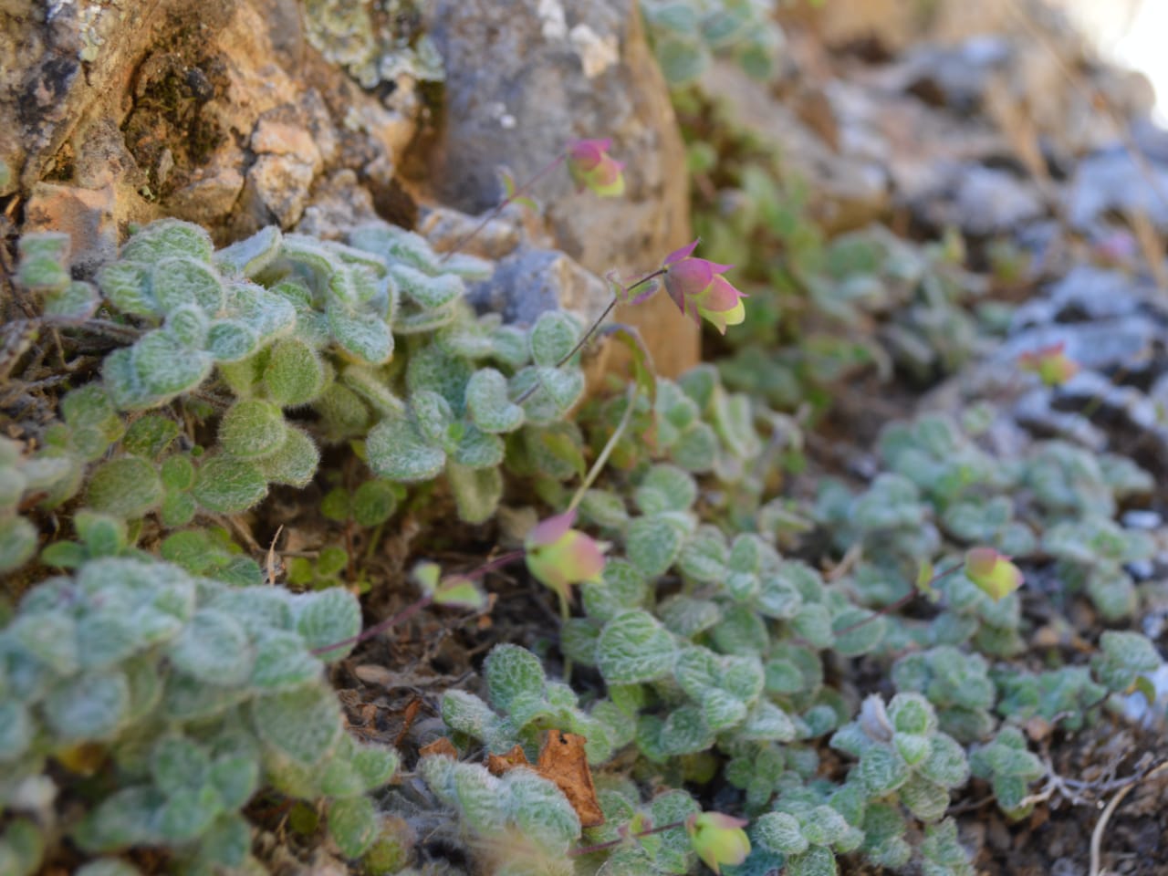 Multi-Day Hiking Tour Southwest Crete, Multi-Day Hiking Tour chania crete, trekking hikng south chania, hiking tour loutro village, paleochora village, imbros gorge, glyka nera, lissos sougia, st irene gorge, livaniana aradena anopolis villages, marmara agia roumeli 