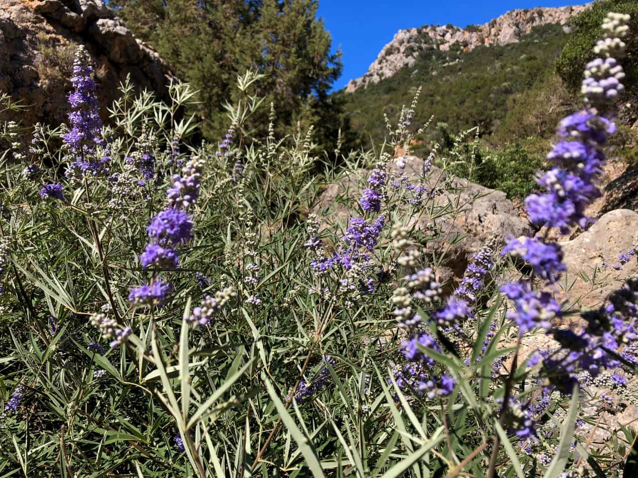 Full-Day Hiking Trip In South Chania Azogires - Anidri - Gialiskari Beach, hiking paleochora chania, hiking south chania crete, hiking trip cretan villages monasteries, best hiking trips chania crete, best activities chania