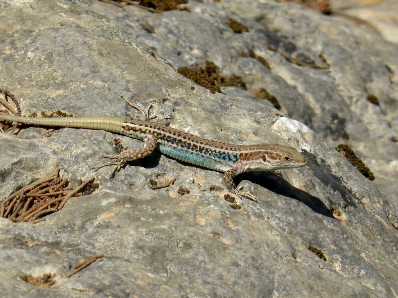 imbros gorge south chania crete, activities chania crete, hiking imbros gorge chania