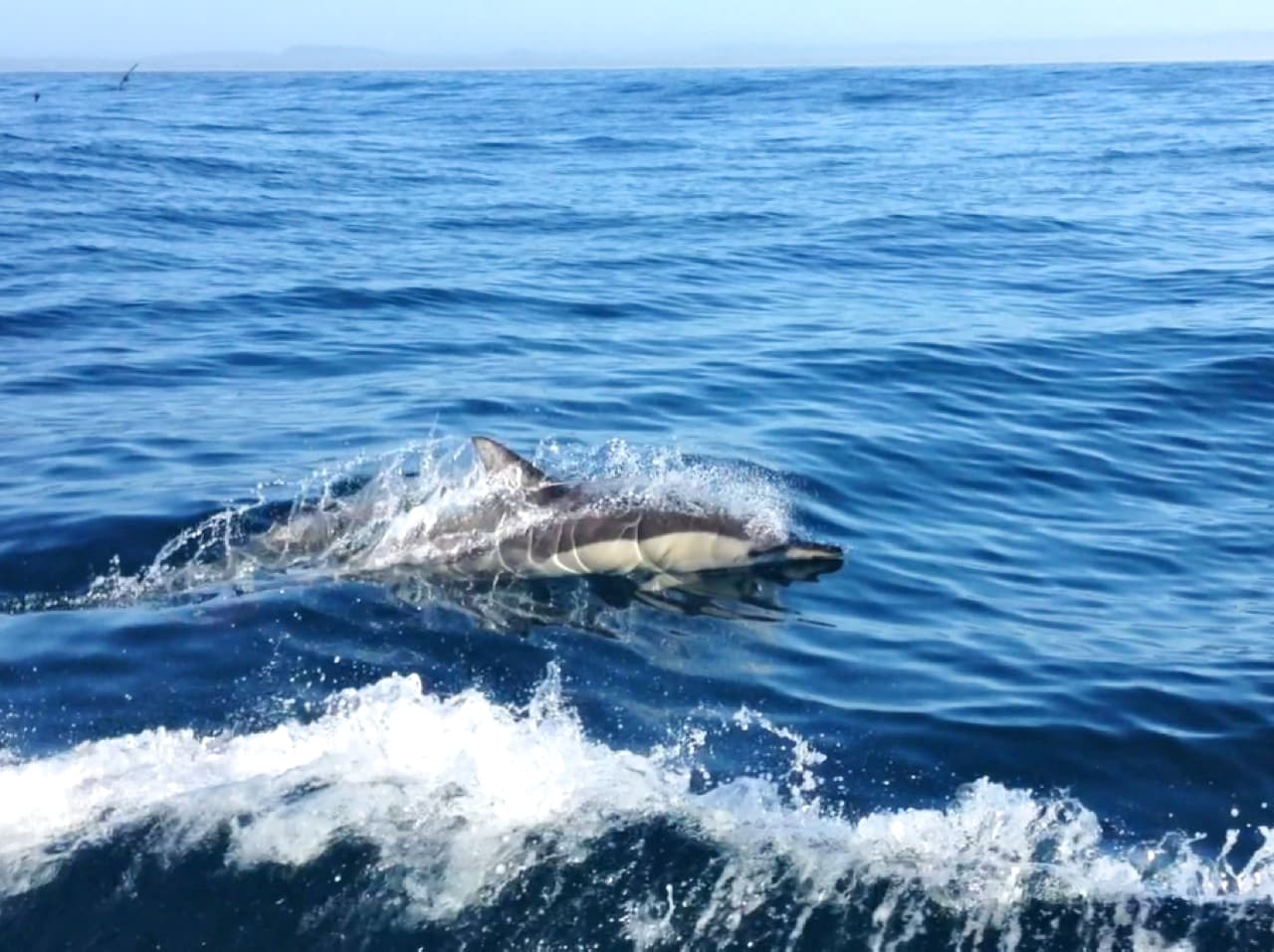 Daily Sailing Trip In Chania Crete, Daily Sailing Cruise Chania Crete, best sailing trip chania Crete, best activity chania crete, most friendly sipper chania crete, notos sailing chania crete, nikos skipper notos sailing chania, sailing tours chania crete