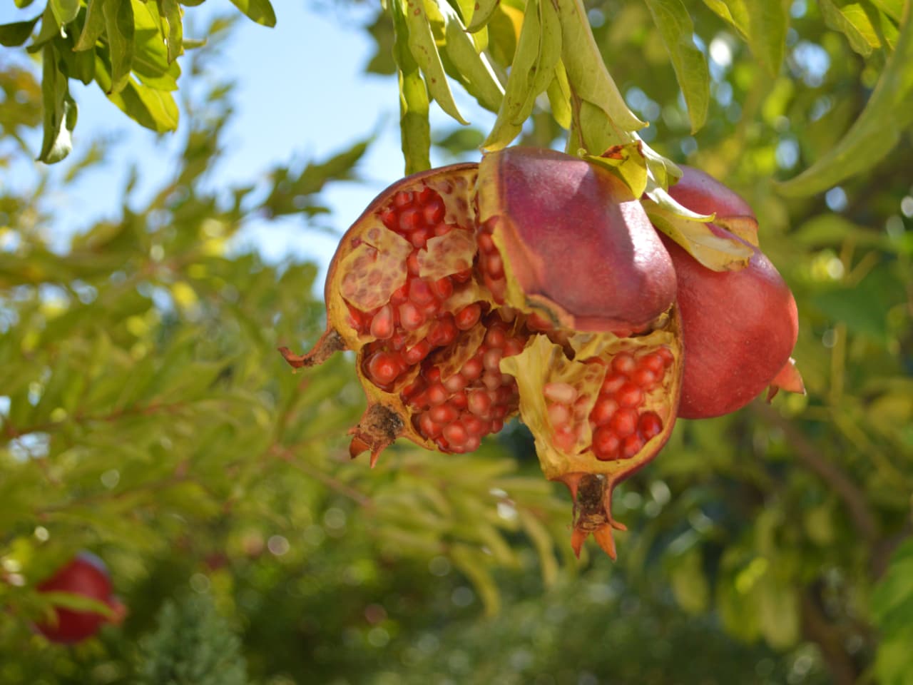 Hiking Tour In Picturesque Villages of Apokoronas, maheri village hiking tour, paidochori village hiking tour, neo chorio village hiking tour, apokoron villages best hiking tour, activities chania crete