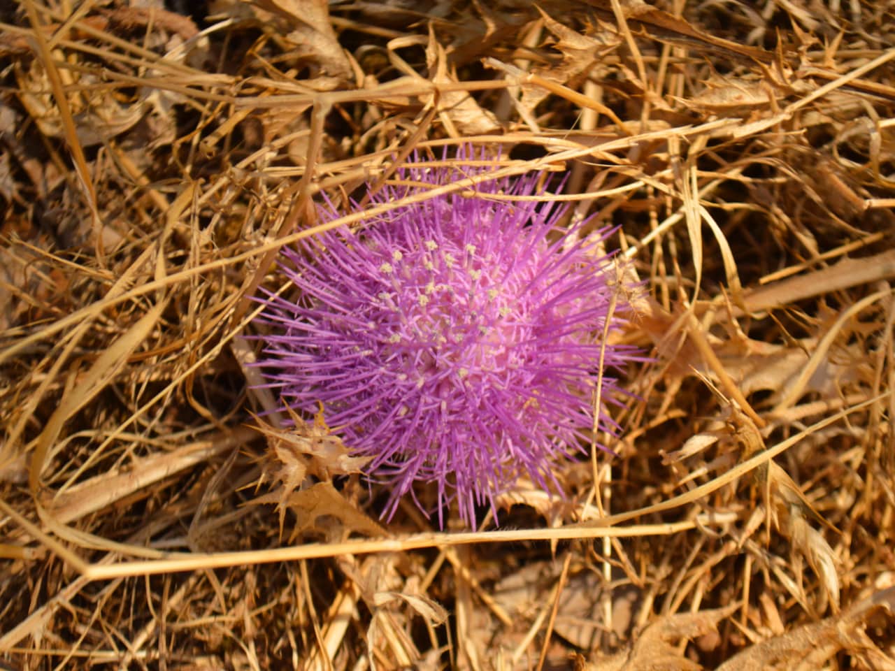 Hiking Tour In Picturesque Villages of Apokoronas, maheri village hiking tour, paidochori village hiking tour, neo chorio village hiking tour, apokoron villages best hiking tour, activities chania crete