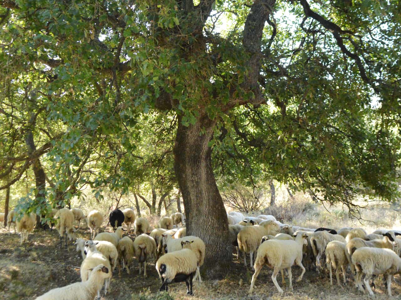 Half-Day Hiking Tour Kournas Village & Azilakas Path, hiking trekking crete activities, oak forest azilakas hiking, best activities chania crete, kournas lake village hiking tour, azilakas forest path crete, best hiking tours chania