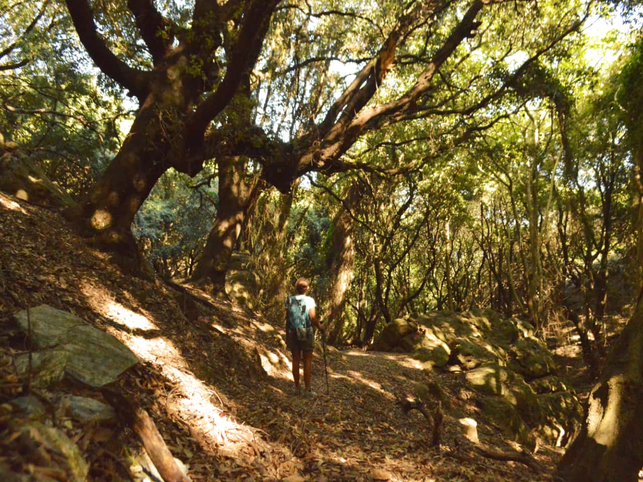 Half-Day Hiking Tour Kournas Village & Azilakas Path, hiking trekking crete activities, oak forest azilakas hiking, best activities chania crete, kournas lake village hiking tour, azilakas forest path crete, best hiking tours chania